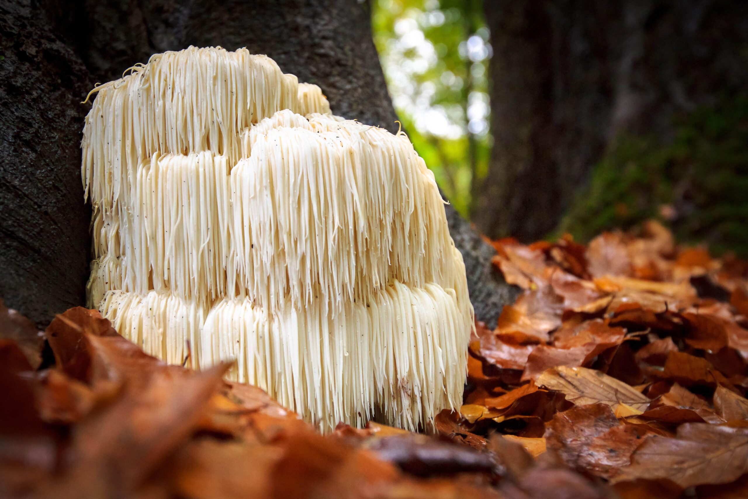 9 Benefits of Lions Mane Mushrooms