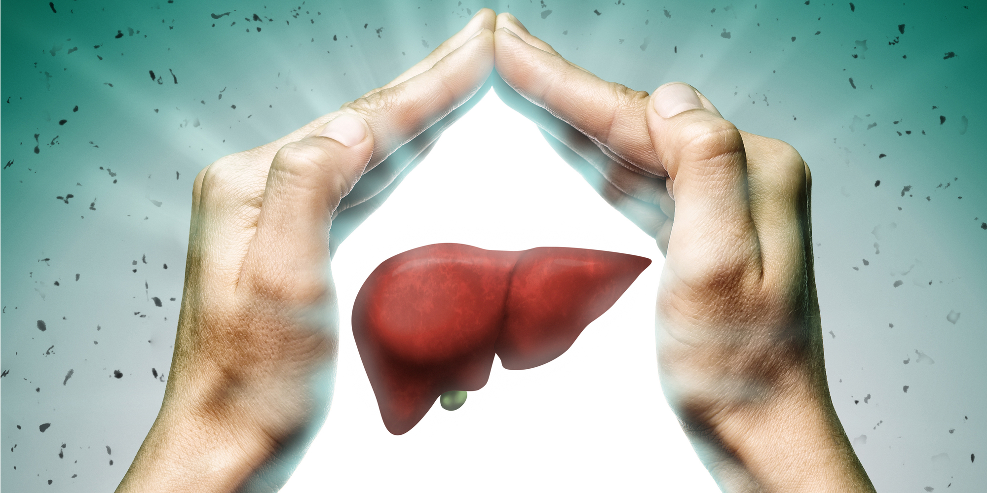 Reishi Benefits Liver Health